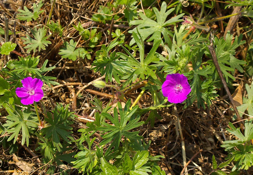 Geranium sanguineum / Geranio sanguigno